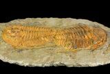 Two, Large Hamatolenus vincenti Trilobites - Tinjdad, Morocco #139771-2